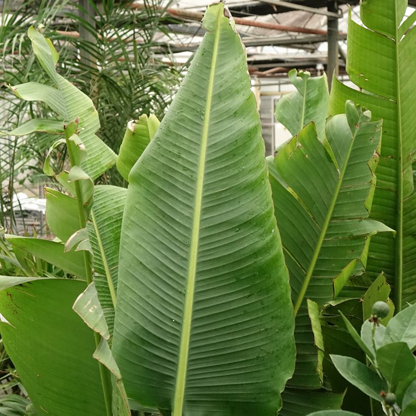 Ravenala madagascariensis - Arbre du voyageur (Foliage)