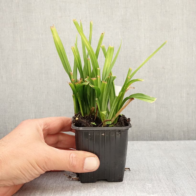 Spécimen de Reineckea carnea - Muguet de Chine, Muguet japonais Godet de 8/9 cm tel que livré en automne