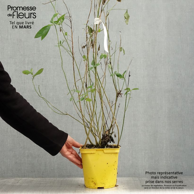 Example of Reinwardtia indica - Lin jaune arbustif Pot de 4L/5L as you get in printemps