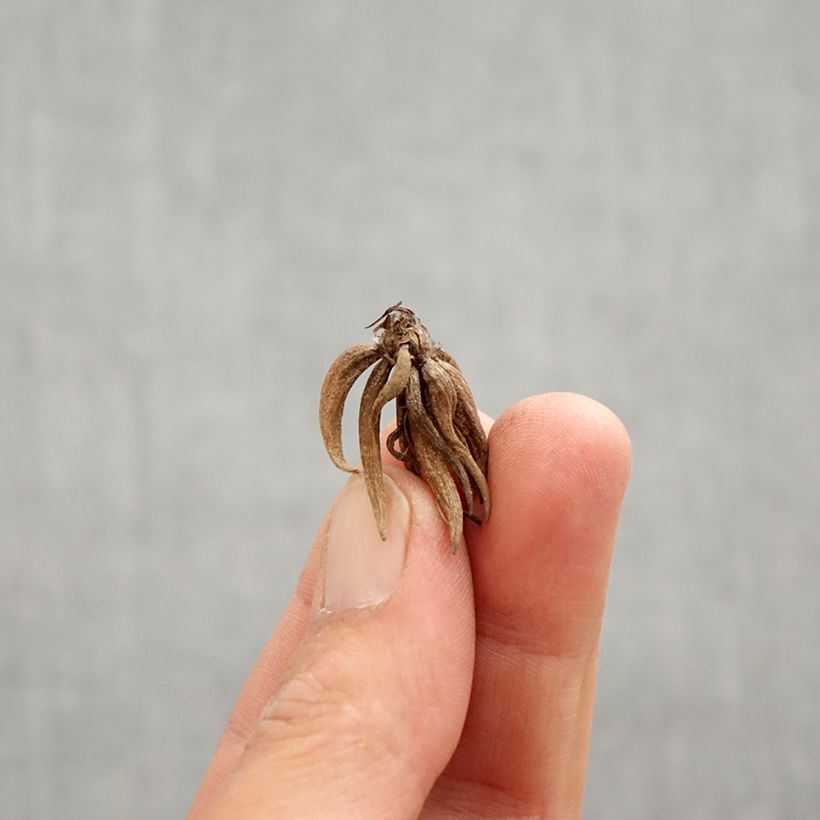 Example of Renoncule asiatique double blanc bord rose Bulbe calibre 6+ as you get in printemps