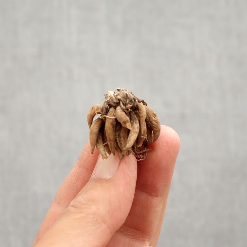 Example of Renoncule asiatique double blanche Bulbe calibre 8+ as you get in printemps