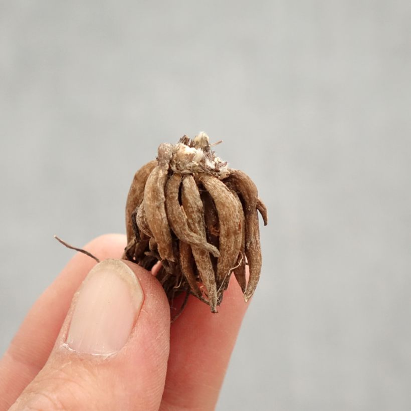 Example of Renoncule asiatique double rose Bulbe calibre 8+ as you get in printemps