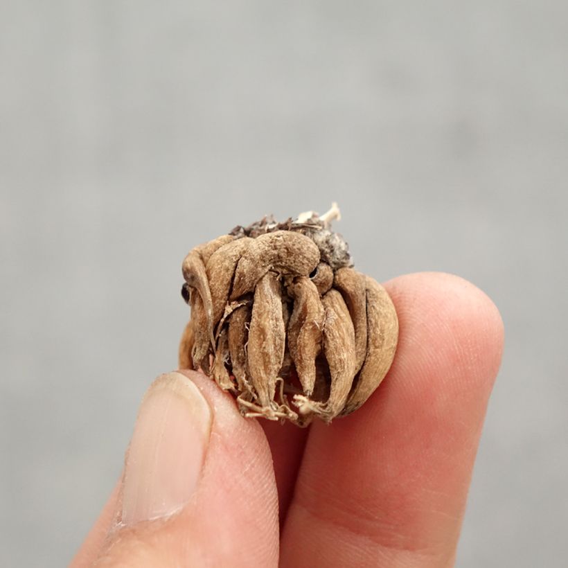 Spécimen de Renoncule asiatique Pauline Violet Bulbe calibre 8+ tel que livré au printemps