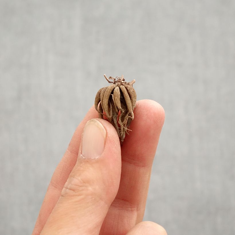 Example of Renoncule asiatique Picotée Café au lait Bulbe calibre 6+ as you get in printemps