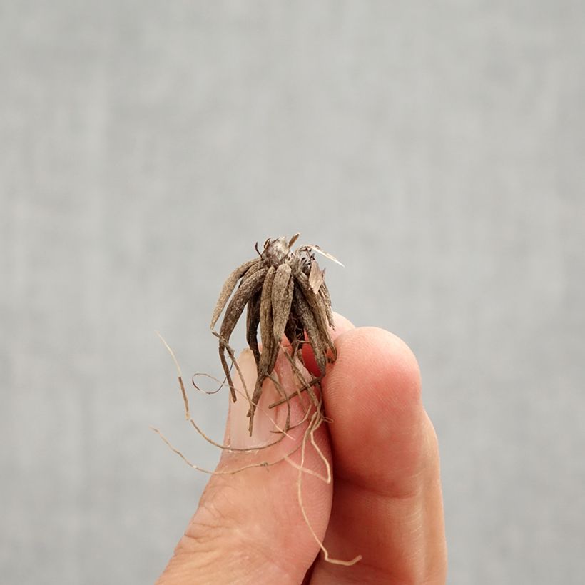 Spécimen de Renoncule repens Multiplex Bulbe tel que livré au printemps