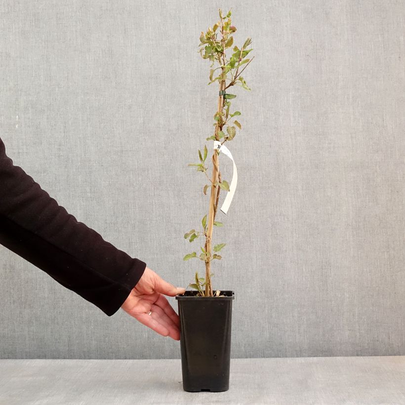 Example of Renouée grimpante - Fallopia aubertii Pot de 1,5L/2L as you get in printemps