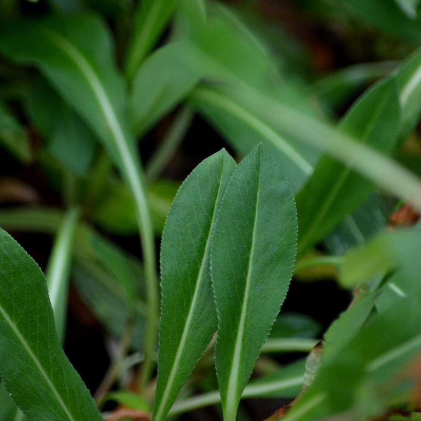 Renouée - Persicaria affinis Donald Lowndes (Foliage)