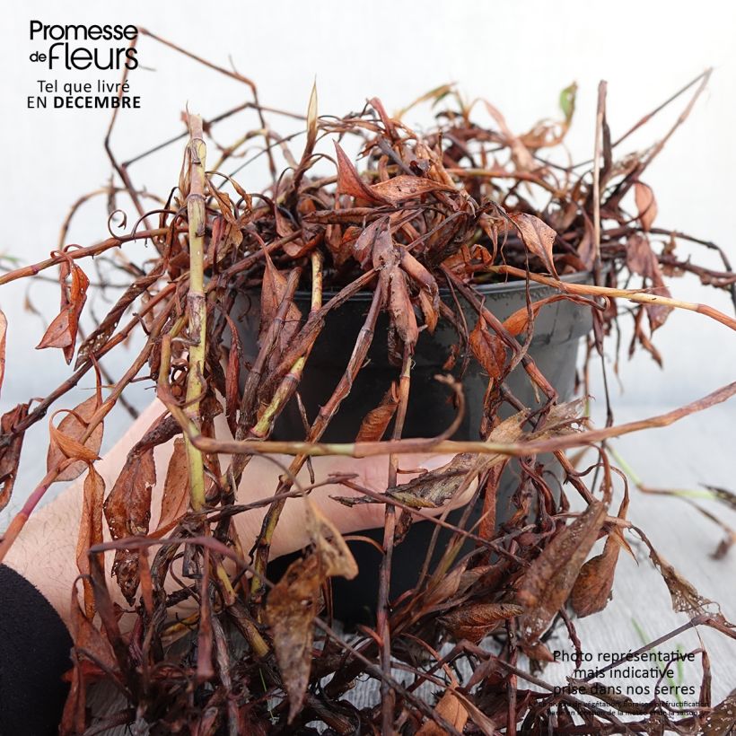 Spécimen de Renouée - Persicaria affinis Donald Lowndes Pot de 2L/3L tel que livré en automne