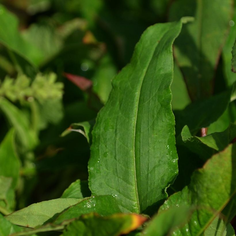 Renouée - Persicaria amplexicaulis Pink Elephant (Foliage)