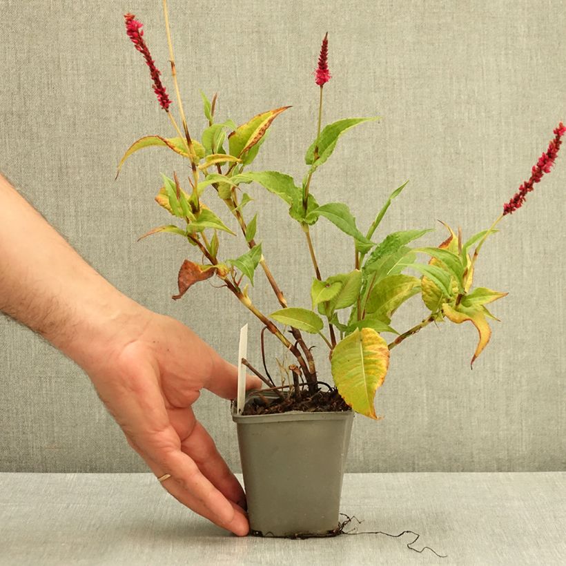 Spécimen de Renouée - Persicaria amplexicaulis Amethyst Summer Godet de 8/9 cm tel que livré en été
