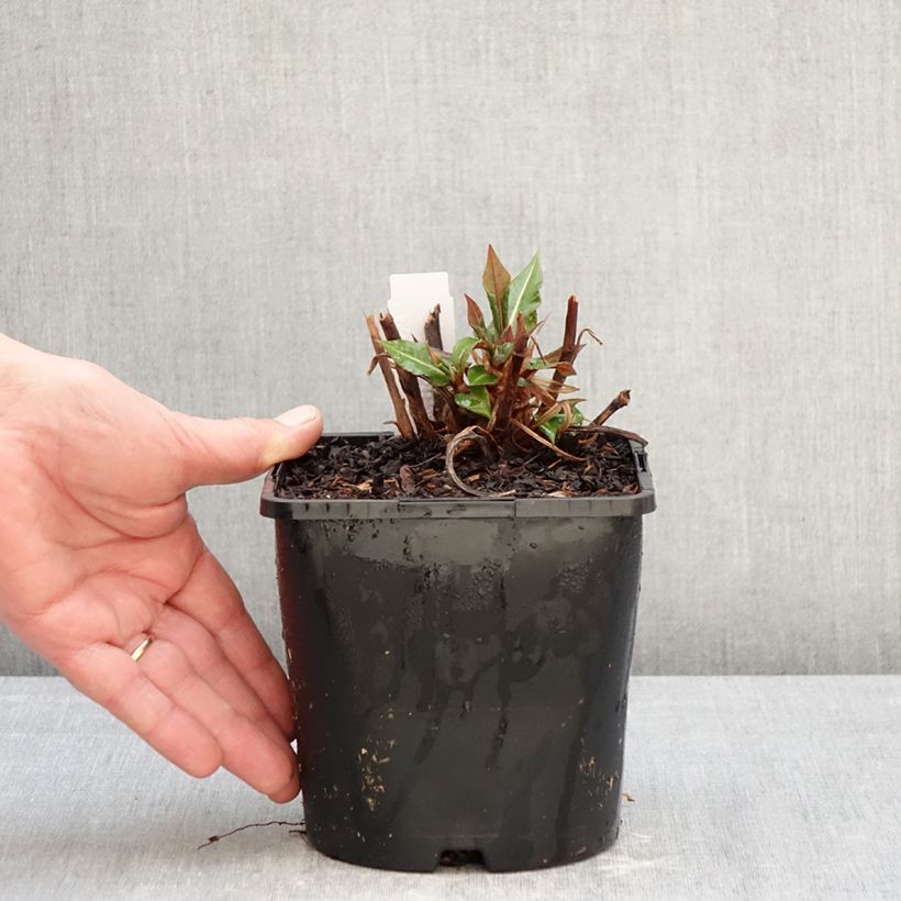 Spécimen de Renouée - Persicaria amplexicaulis Bloody Mary Pot de 2L/3L tel que livré en hiver