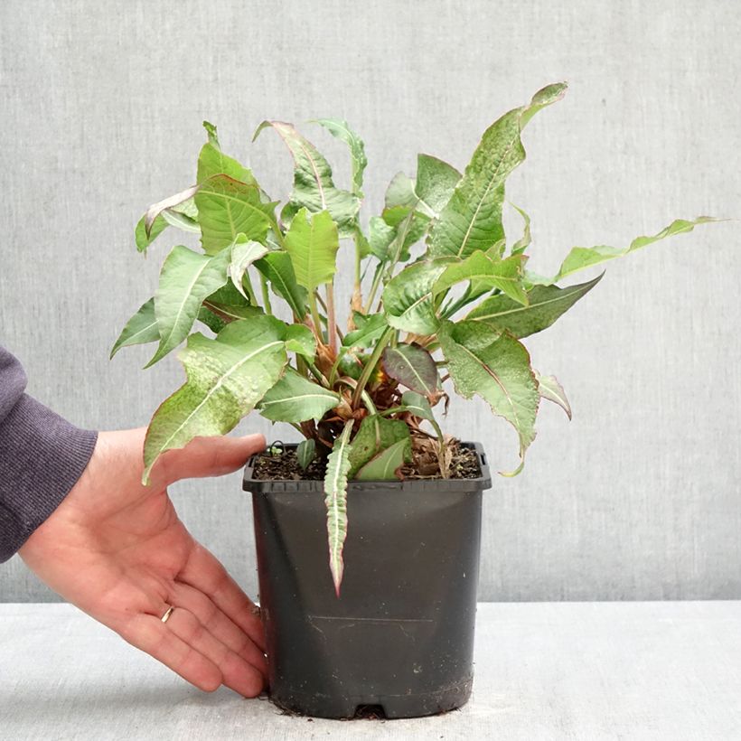 Spécimen de Renouée - Persicaria amplexicaulis Bloody Mary Pot de 2L/3L tel que livré au printemps