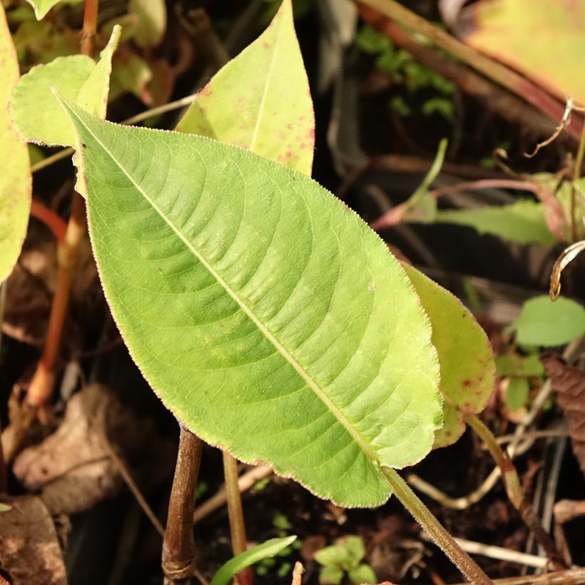 Renouée - Persicaria amplexicaulis High Society (Feuillage)