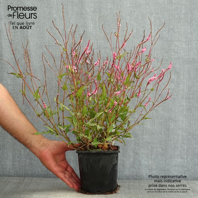 Spécimen de Renouée - Persicaria amplexicaulis Pink Elephant Pot de 1,5L/2L tel que livré en été