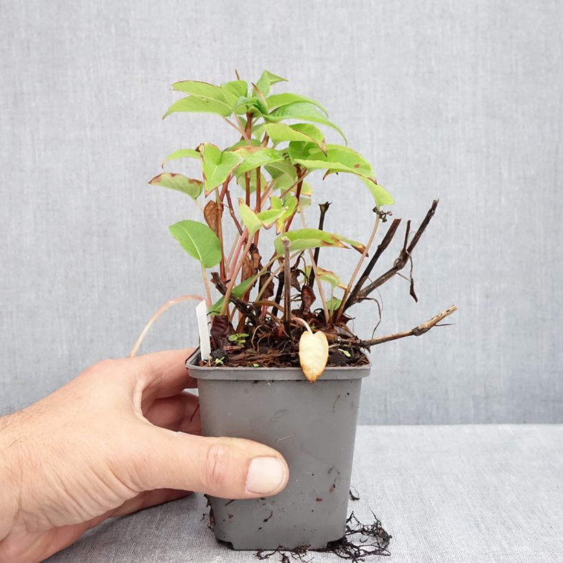Spécimen de Renouée - Persicaria amplexicaulis var. pendula Godet de 8/9 cm tel que livré en automne