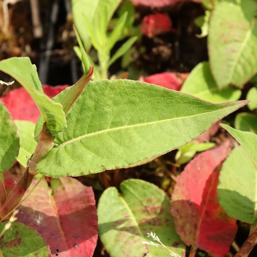 Renouée - Persicaria amplexicaulis Vesuvius (Foliage)