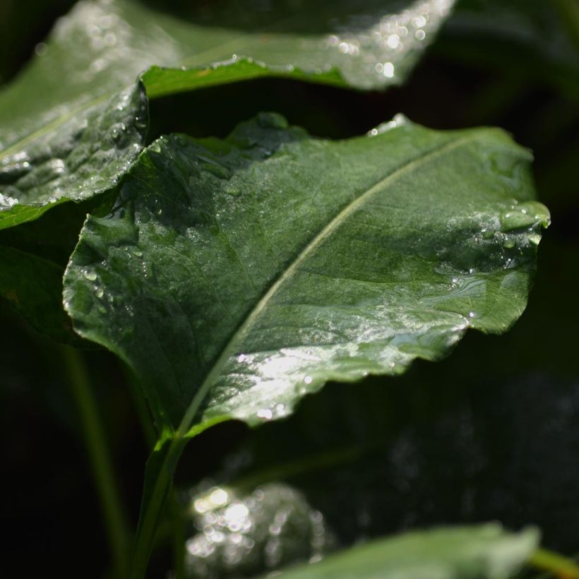 Renouée - Persicaria bistorta Superba (Foliage)