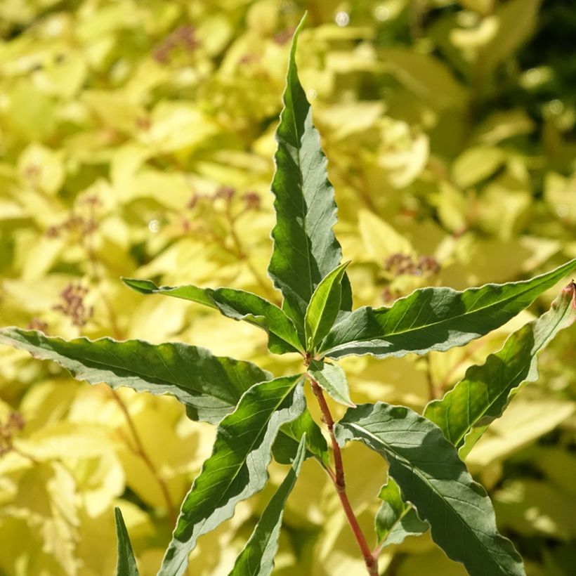 Renouée - Persicaria dshawachischwilii (Foliage)