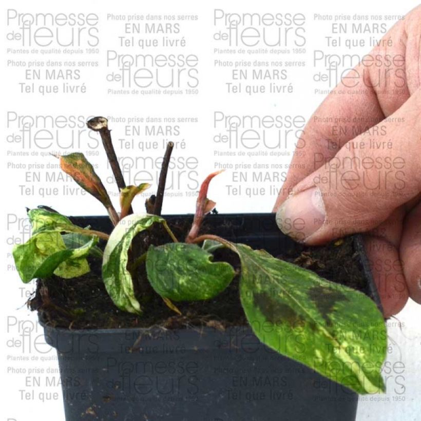 Exemple de spécimen de Renouée - Persicaria fili. Comptons Red Godet de 8/9 cm tel que livré