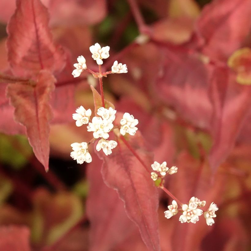 Renouée - Persicaria micro. Red Dragon (Foliage)