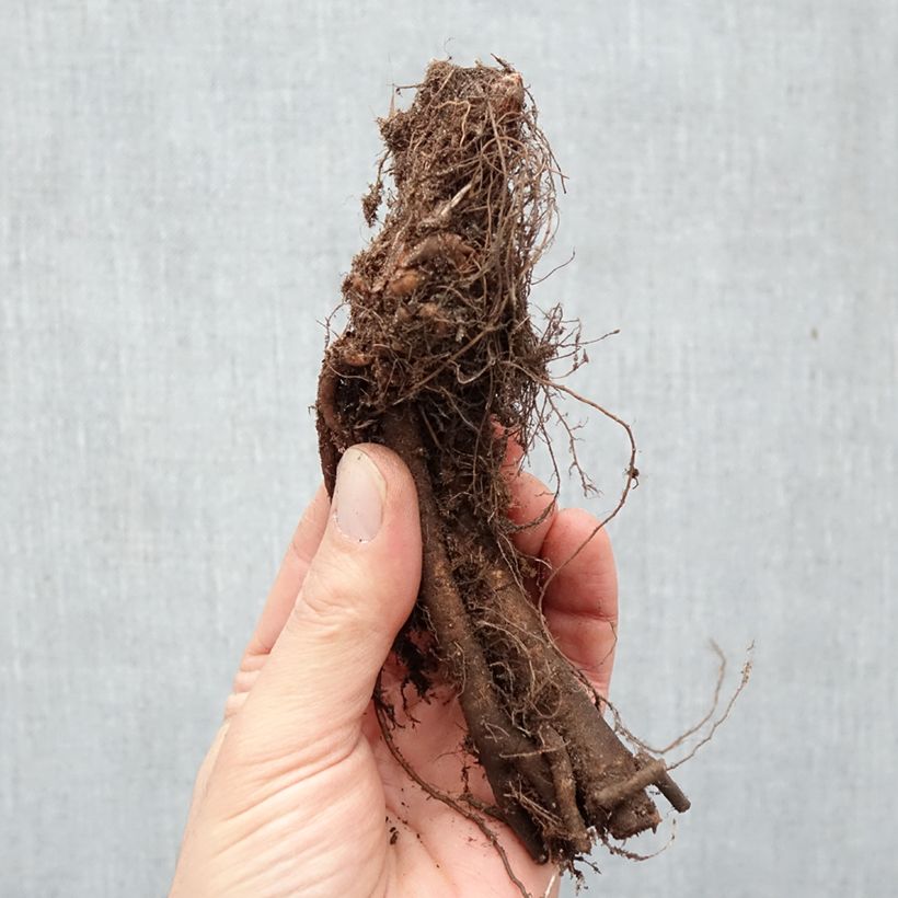 Spécimen de Renouée - Persicaria polymorpha Racines nues tel que livré en hiver
