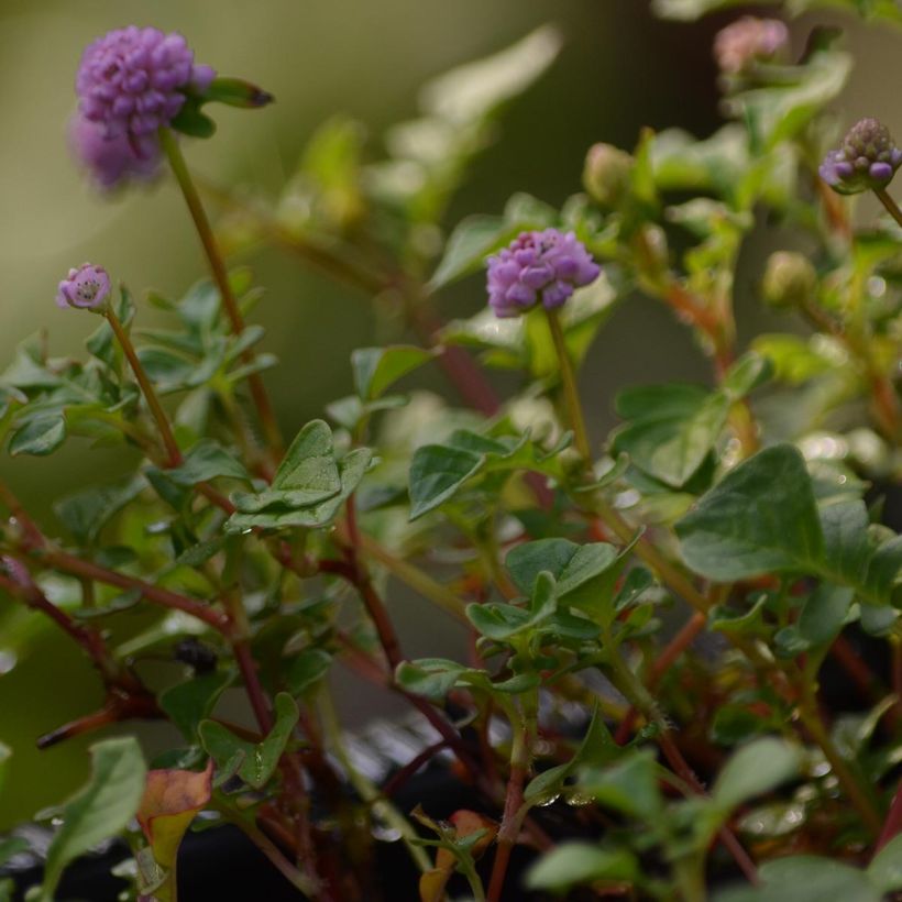 Renouée - Persicaria runcinata Needhams Form (Foliage)