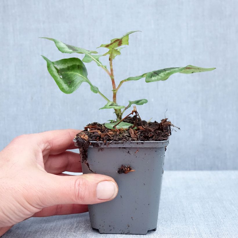 Spécimen de Renouée - Persicaria runcinata Purple Fantasy Godet de 8/9 cm tel que livré en automne