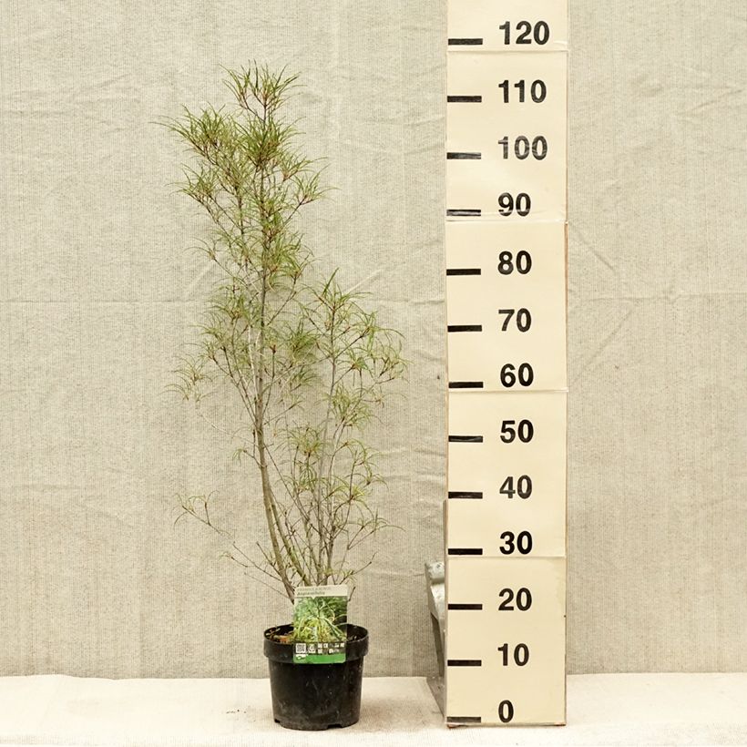 Spécimen de Rhamnus frangula Asplenifolia - Frangula alnus Pot de 2L/3L tel que livré en été