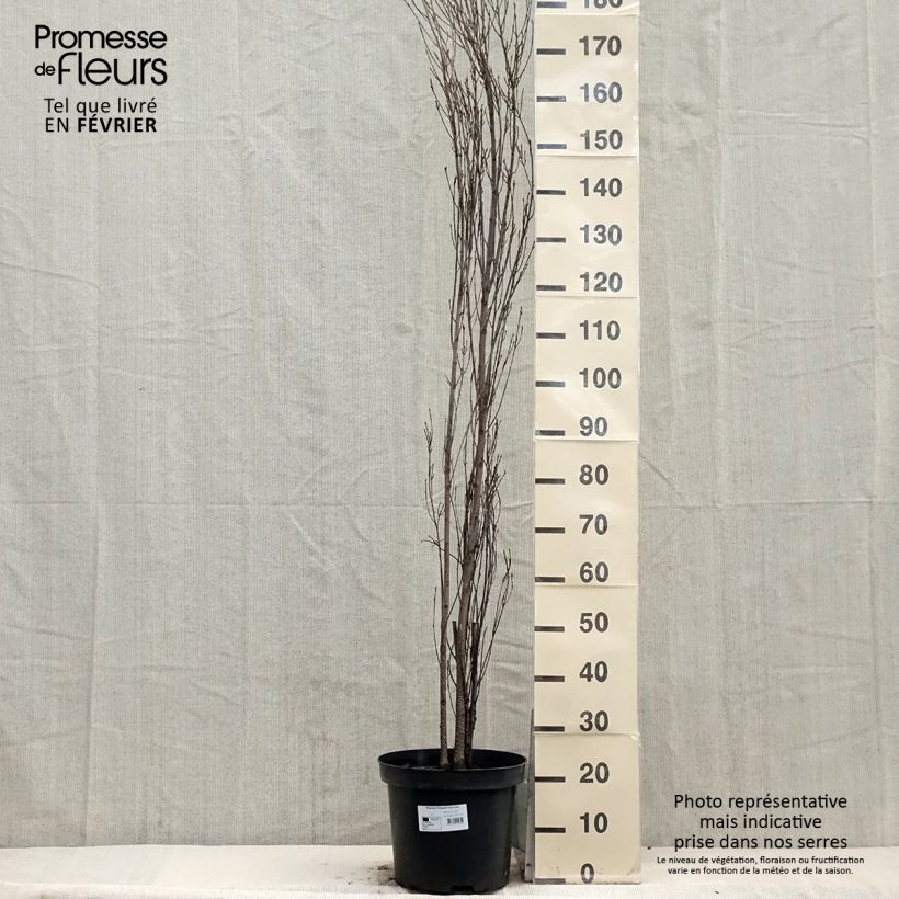 Spécimen de Rhamnus frangula Fine Line - Bourdaine, Frangula alnus Pot de 7,5L/10L tel que livré en hiver