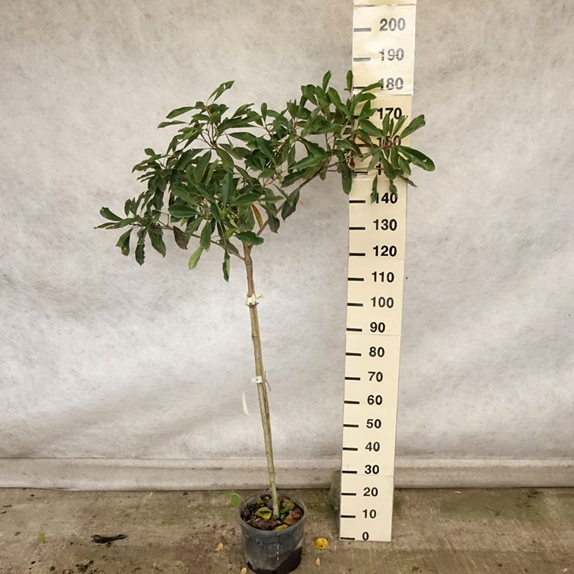 Spécimen de Rhaphiobotrya Coppertone - néflier hybride Pot de 10L tige tel que livré en automne