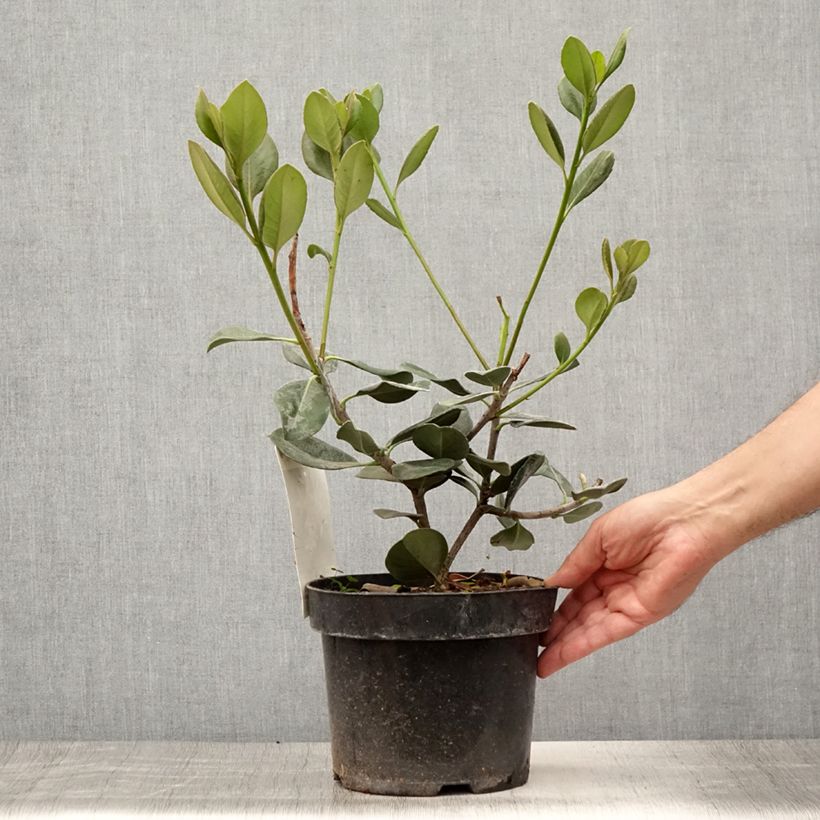 Spécimen de Rhaphiolepis umbellata Pot de 3L/4L tel que livré en été