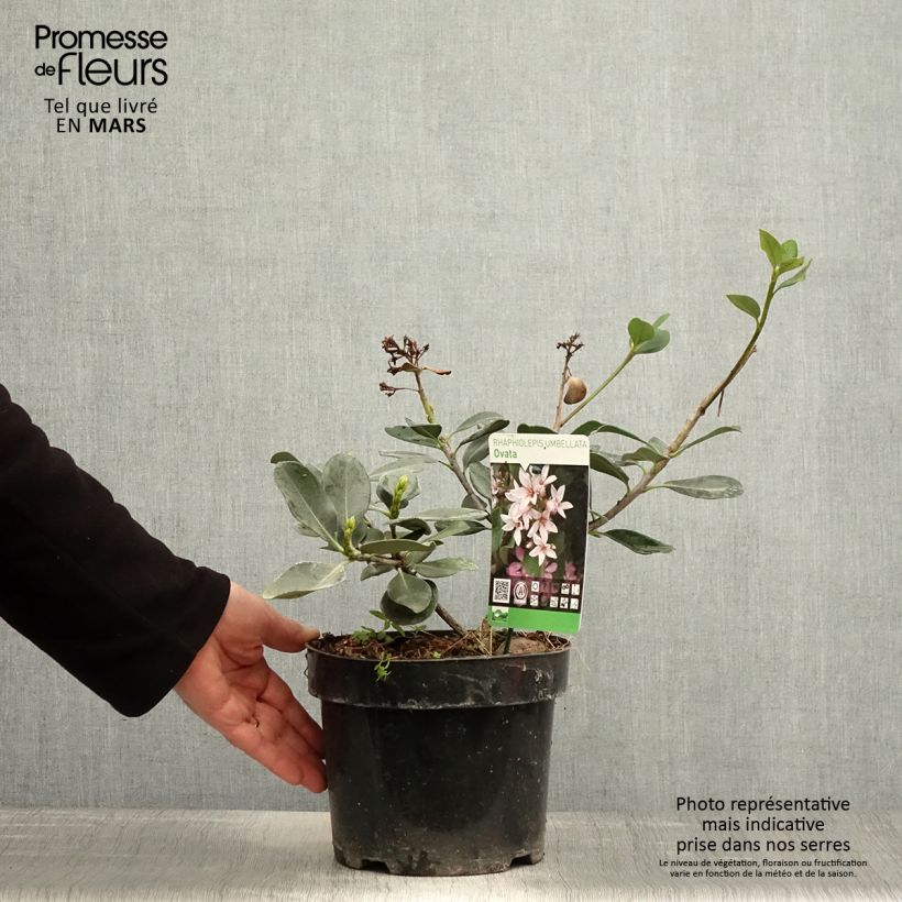 Spécimen de Rhaphiolepis umbellata Pot de 3L/4L tel que livré au printemps