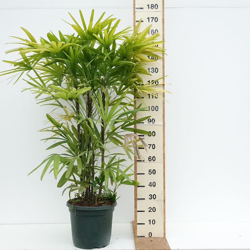 Spécimen de Rhapis excelsa - Palmier bambou Pot de 20L/25L tel que livré en automne