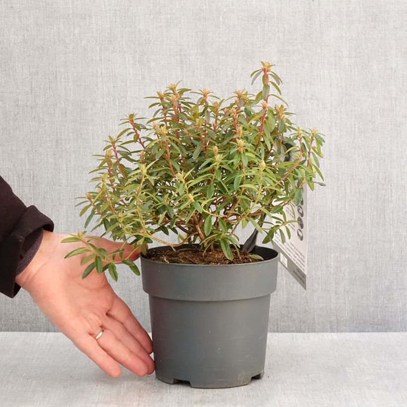 Example of Rhododendron Artic Tern - Rhododendron nain Pot de 2L/3L as you get in hiver
