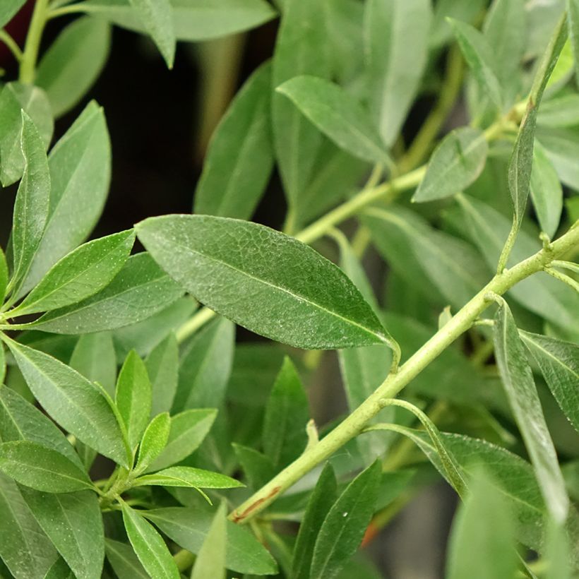 Rhododendron Bloombux Magenta (Foliage)