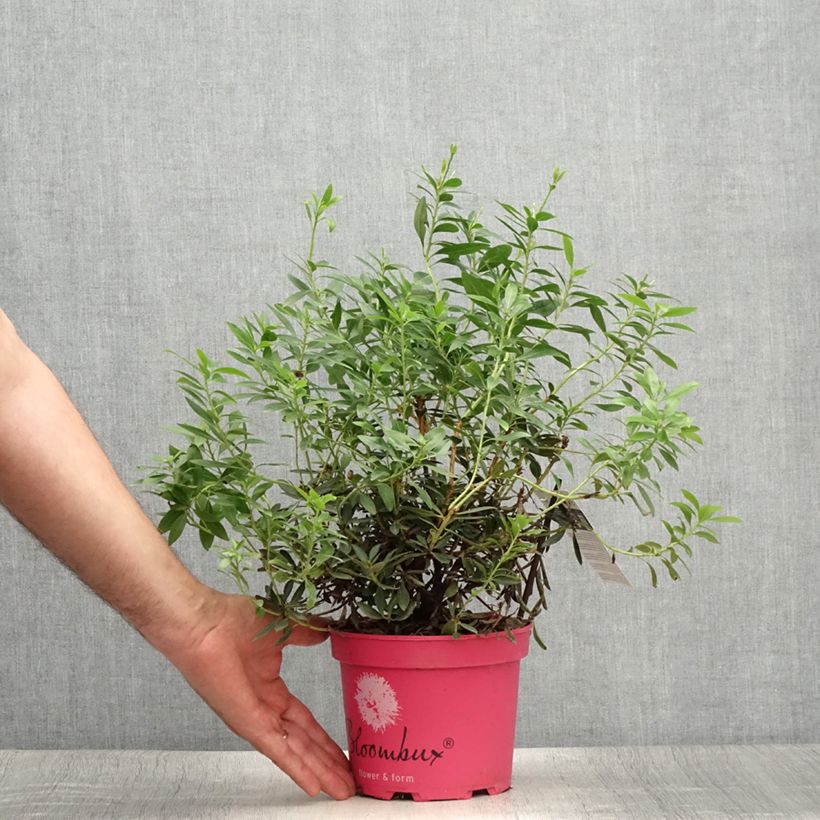 Spécimen de Rhododendron Bloombux Magenta Pot de 2L/3L tel que livré en été