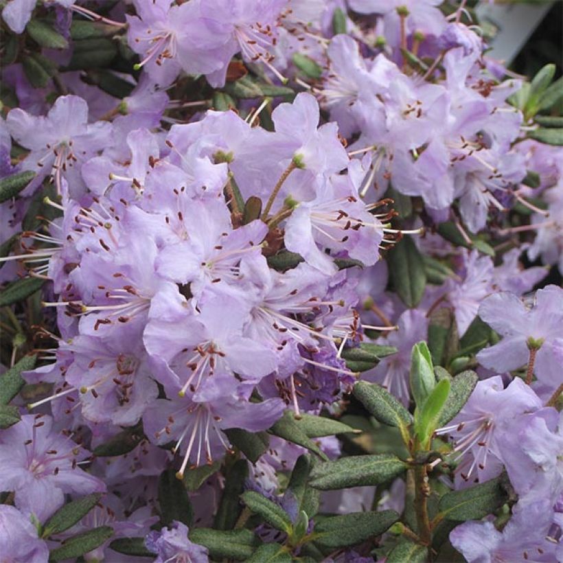 Rhododendron Blue Silver - Rhododendron nain (Flowering)