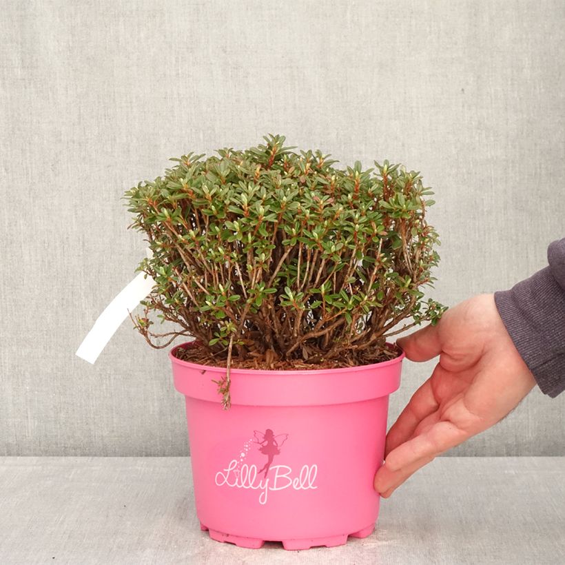 Spécimen de Rhododendron campylogynum Lilly Bell - Rhododendron nain Pot de 3L/4L tel que livré au printemps