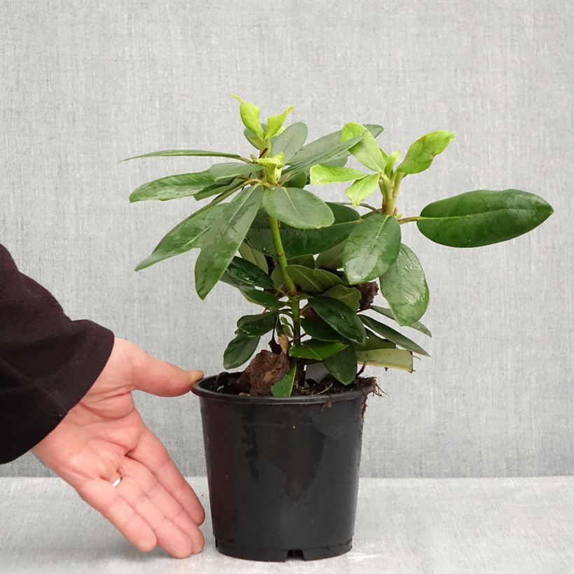 Spécimen de Rhododendron catawbiense Boursault Pot de 12 cm / 13 cm tel que livré en automne