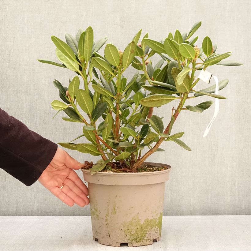 Spécimen de Rhododendron Château de Josselin Pot de 4L/5L tel que livré au printemps