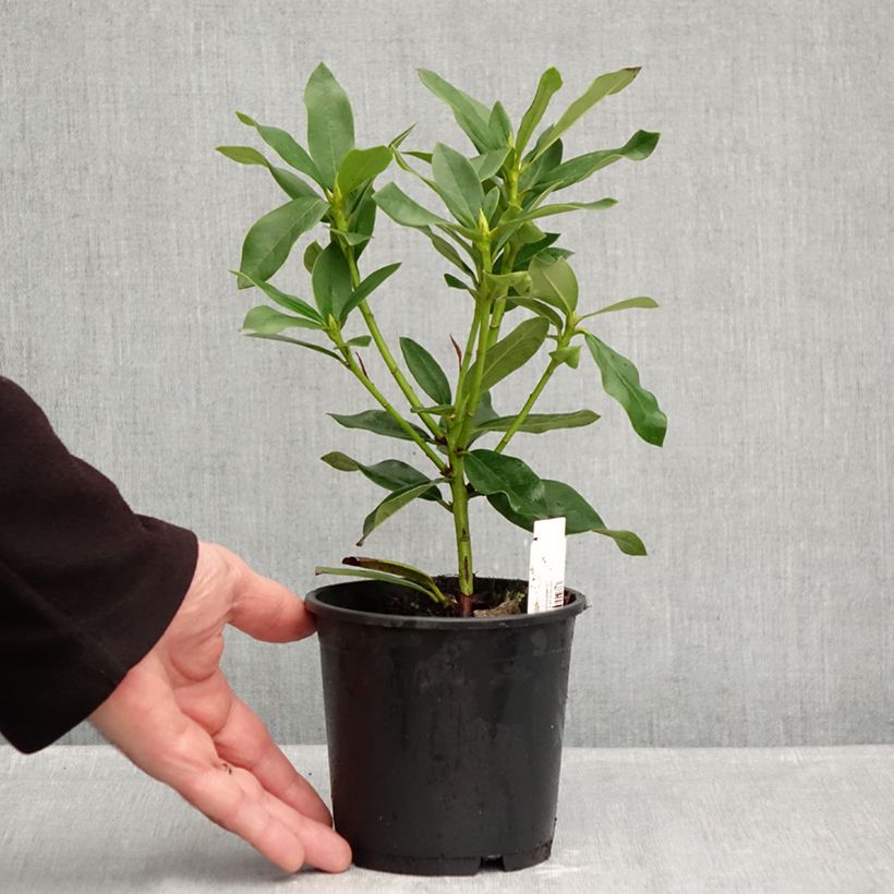 Spécimen de Rhododendron Cunningham's White Pot de 12 cm / 13 cm tel que livré en automne