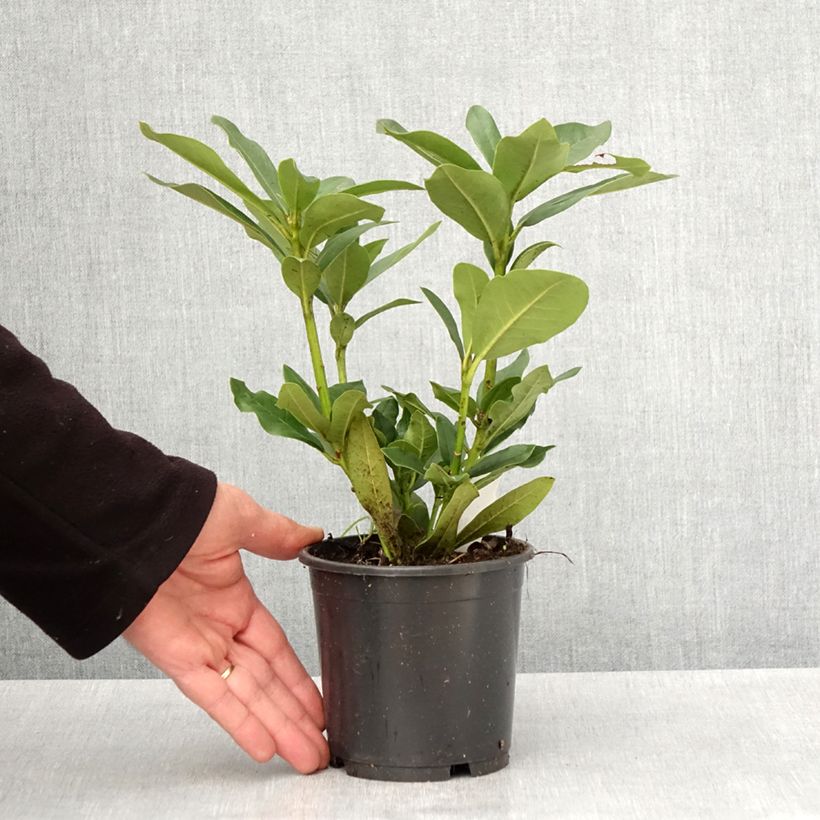 Example of Rhododendron Cunningham's White Pot de 12 cm / 13 cm as you get in printemps