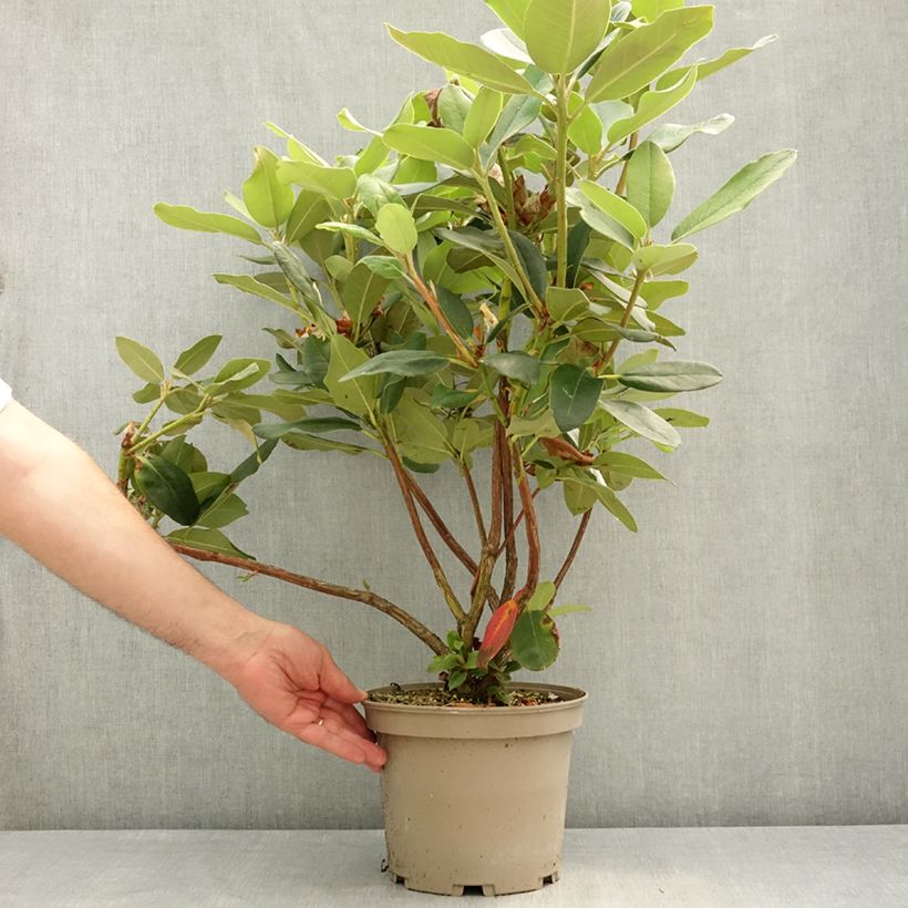 Spécimen de Rhododendron Double Dots - Grand rhododendron Pot de 4L/5L tel que livré au printemps