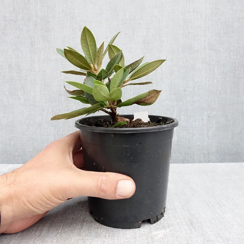 Spécimen de Rhododendron Dream Land - Rhododendron nain Pot de 12 cm / 13 cm tel que livré en automne