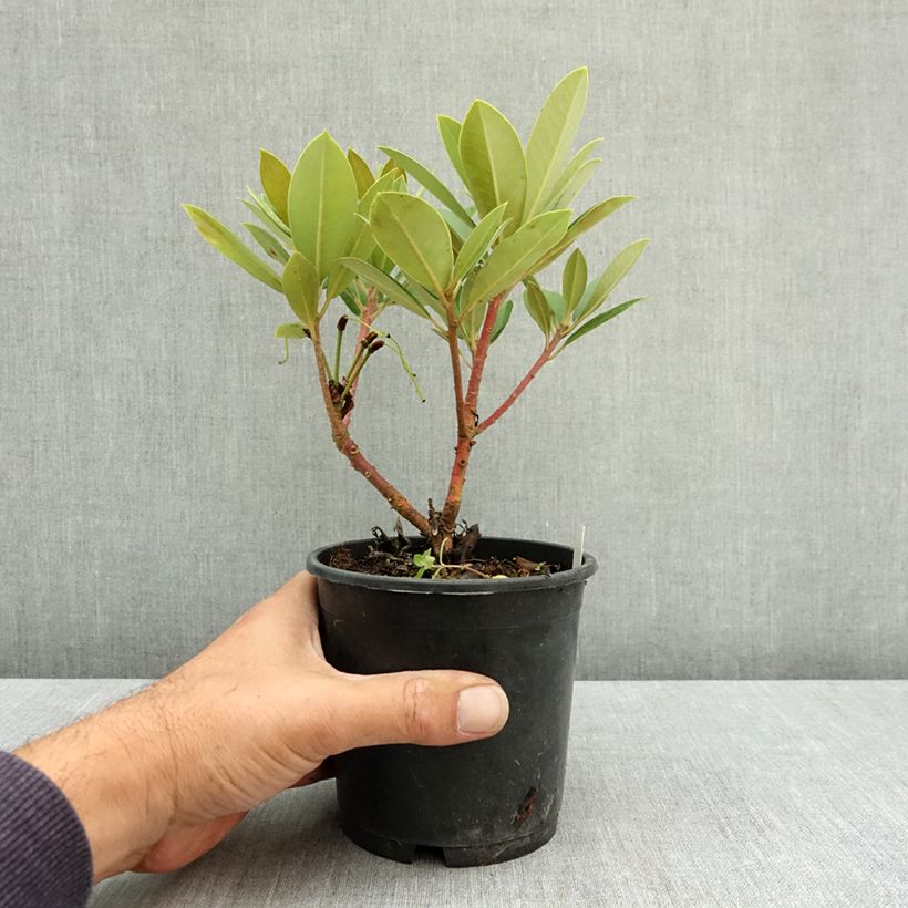 Spécimen de Rhododendron Dream Land - Rhododendron nain Pot de 12 cm / 13 cm tel que livré en été