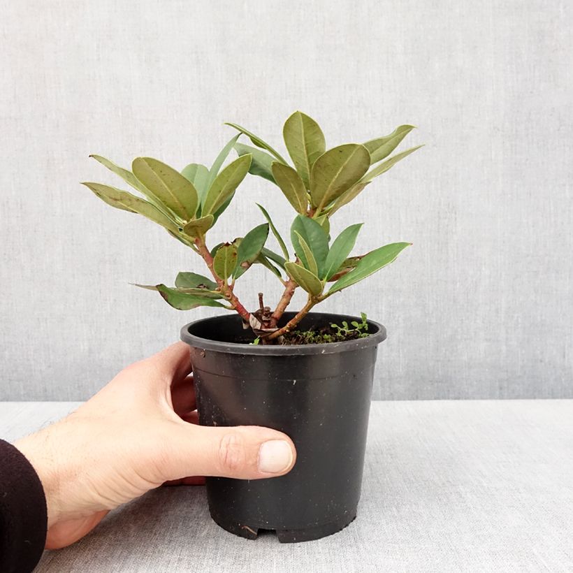 Example of Rhododendron Dream Land - Rhododendron nain Pot de 12 cm / 13 cm as you get in printemps