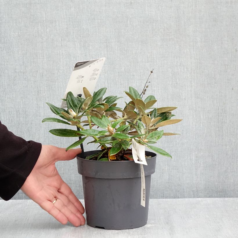 Spécimen de Rhododendron Dusty Miller - Rhododendron nain Pot de 2L/3L tel que livré en automne