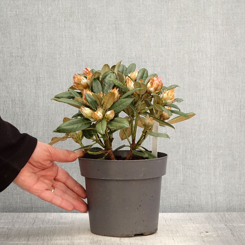 Spécimen de Rhododendron Dusty Miller - Rhododendron nain Pot de 2L/3L tel que livré au printemps