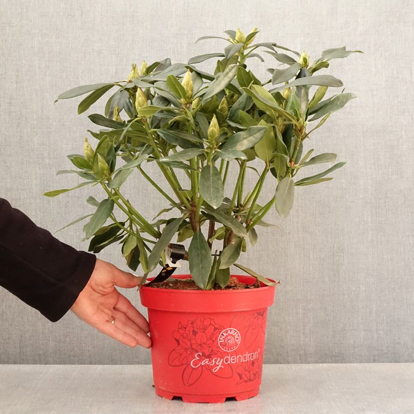 Spécimen de Rhododendron Easydendron INKARHO Madame Masson Pot de 4L/5L tel que livré au printemps