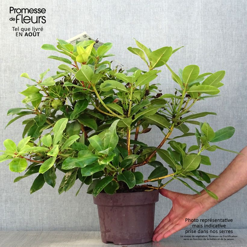 Spécimen de Rhododendron Germania - Grand Rhododendron Pot de 4L/5L tel que livré en été
